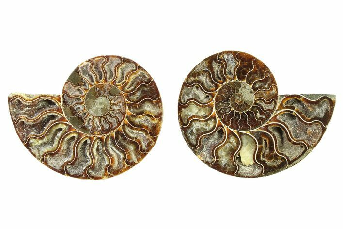 Cut & Polished, Crystal-Filled Ammonite Fossil - Madagascar #336673